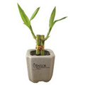 Lucky Bamboo Plant in 3" Speckled Ceramic Pot - 2 Shoots